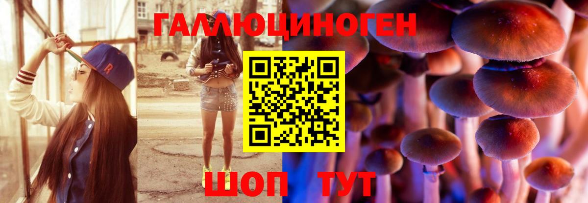 Галлюциногенные грибы Psilocybe Елец